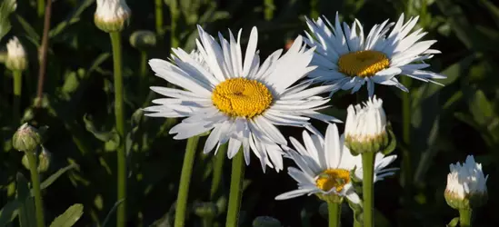 Großblumige Garten-Margerite 'Brightside'