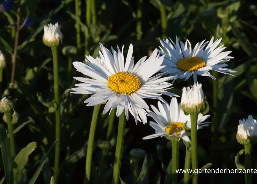 Großblumige Garten-Margerite 'Brightside'