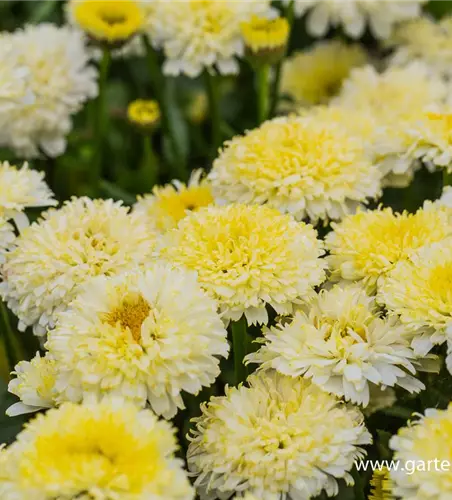 Großblumige Garten-Margerite 'Luna'®