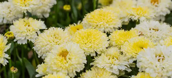 Großblumige Garten-Margerite 'Luna'®