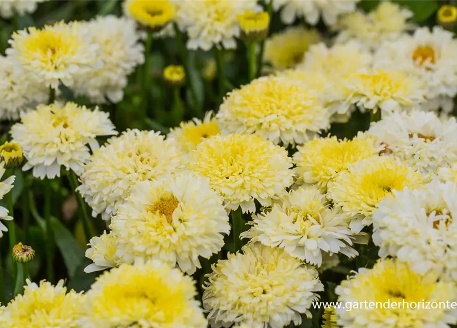 Großblumige Garten-Margerite 'Luna'®