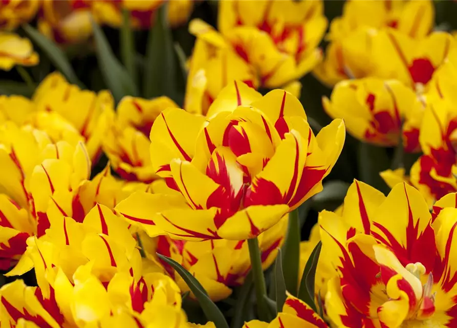 Gefüllte frühe Tulpe 'Monsella'