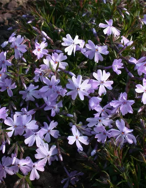 Garten-Teppich-Flammenblume