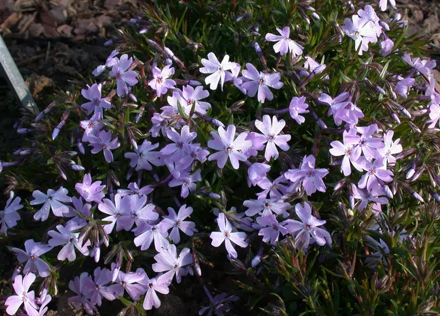 Garten-Teppich-Flammenblume