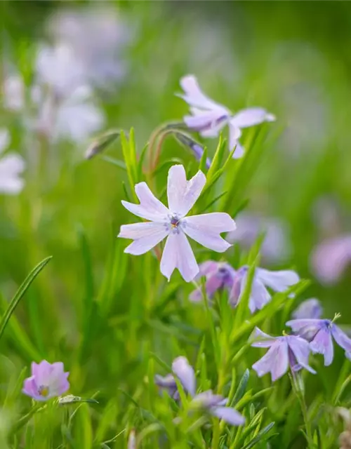 Garten-Teppich-Flammenblume