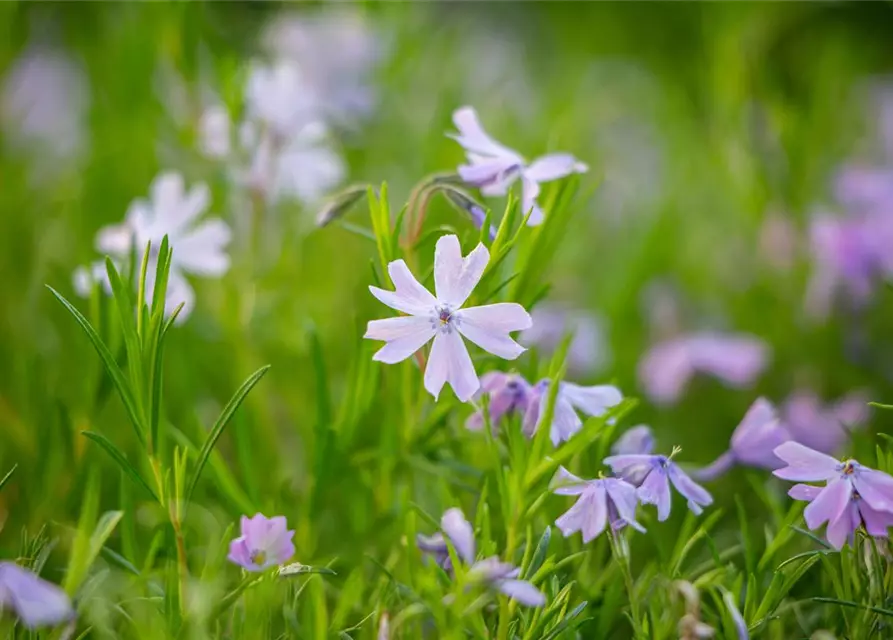 Garten-Teppich-Flammenblume