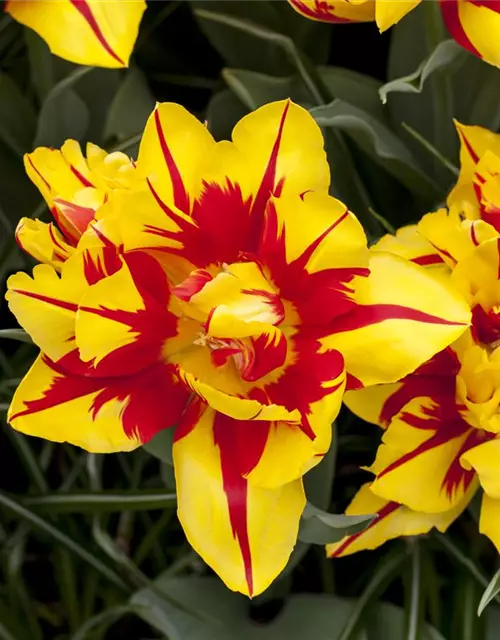 Gefüllte frühe Tulpe 'Monsella'