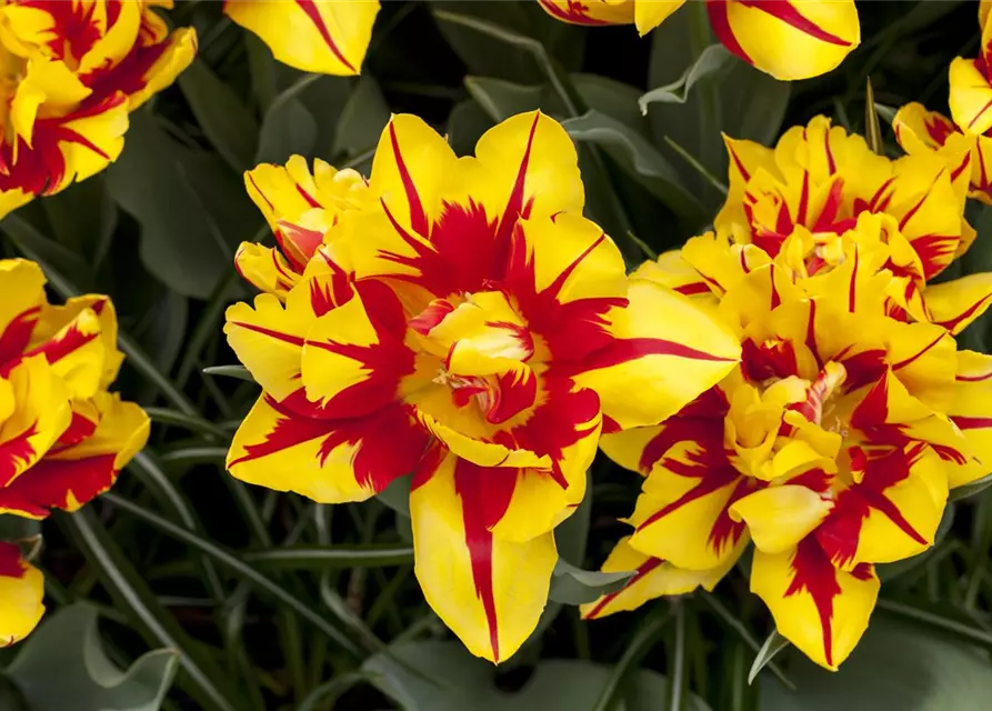 Gefüllte frühe Tulpe 'Monsella'