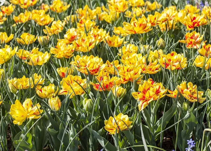 Gefüllte frühe Tulpe 'Monsella'