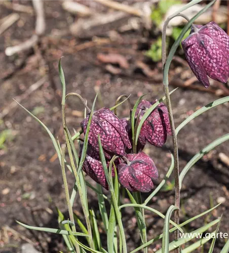 Gewöhnliche Schachblume