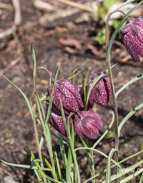 Gewöhnliche Schachblume