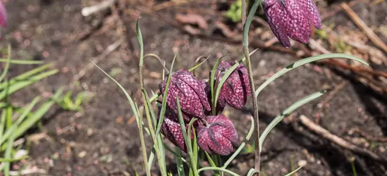 Gewöhnliche Schachblume