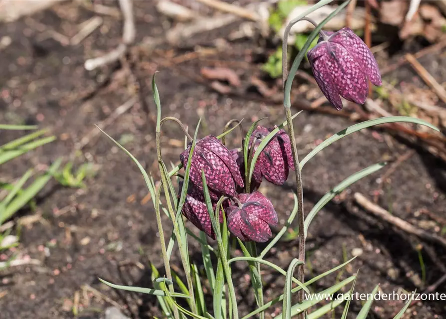 Gewöhnliche Schachblume