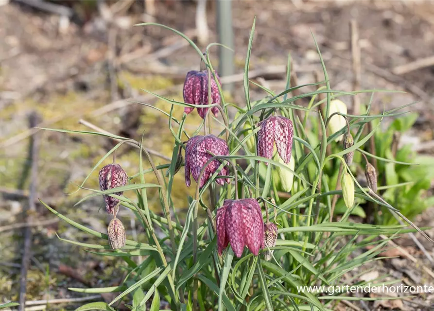 Gewöhnliche Schachblume