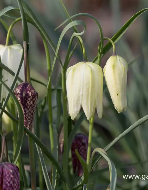 Gewöhnliche Schachblume