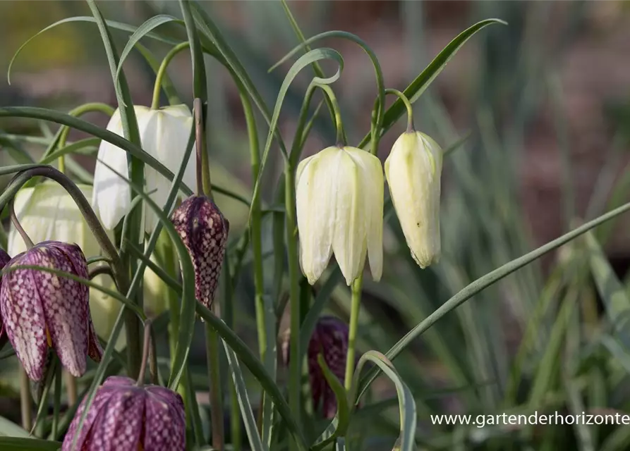 Gewöhnliche Schachblume