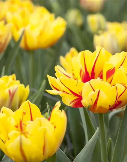 Gefüllte frühe Tulpe 'Monsella'