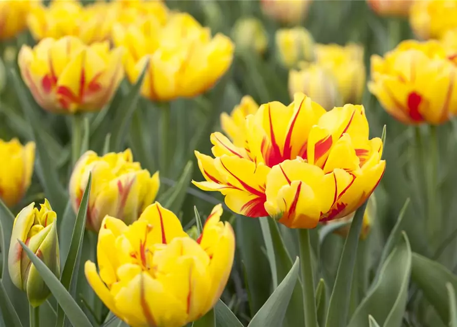 Gefüllte frühe Tulpe 'Monsella'