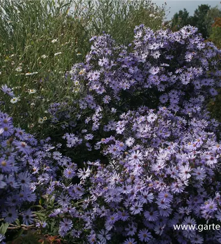 Garten-Schleier-Aster 'Ideal'