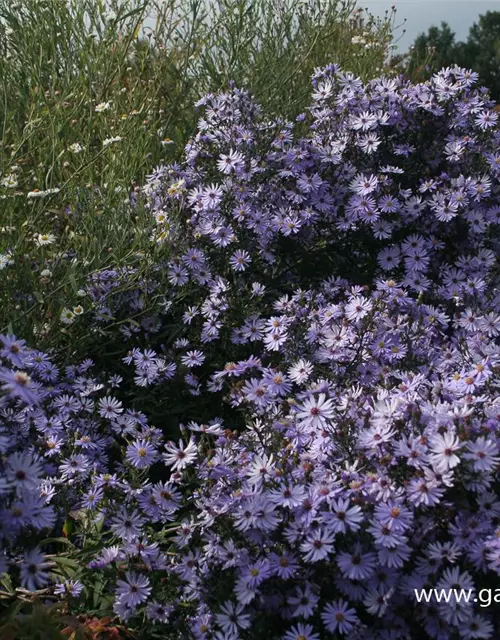 Garten-Schleier-Aster 'Ideal'