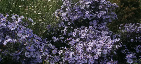 Garten-Schleier-Aster 'Ideal'