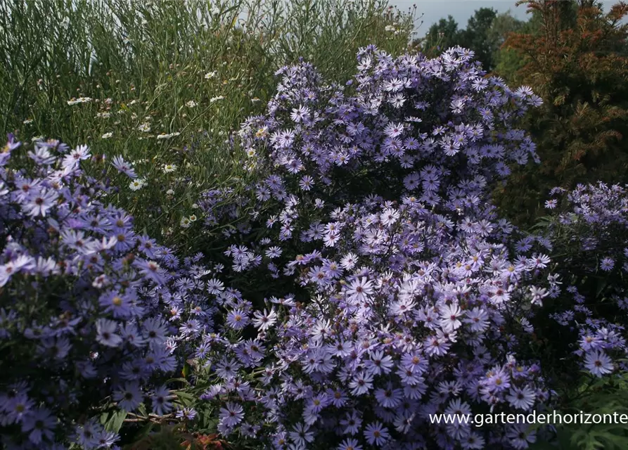 Garten-Schleier-Aster 'Ideal'