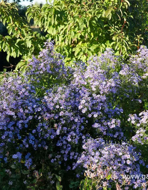 Garten-Schleier-Aster 'Ideal'