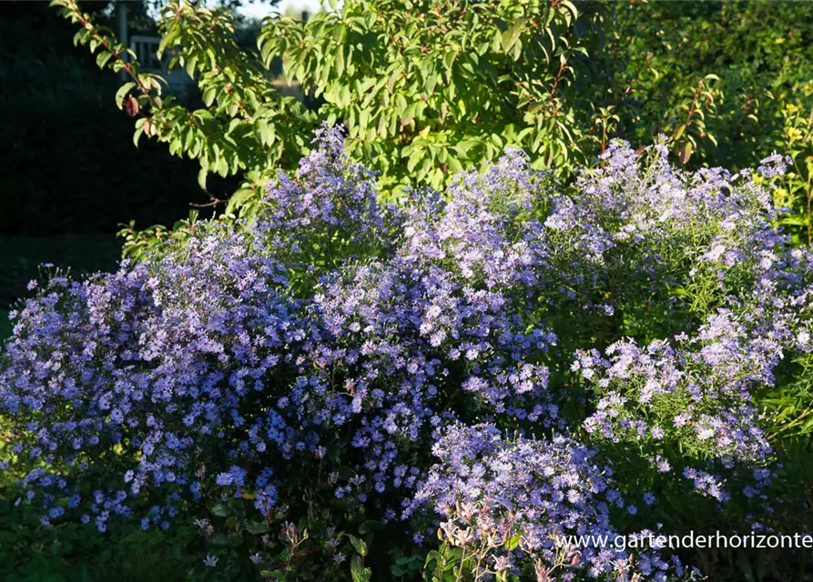 Garten-Schleier-Aster 'Ideal'