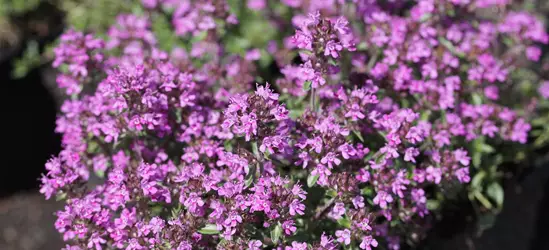 Garten-Thymian 'Red Carpet'