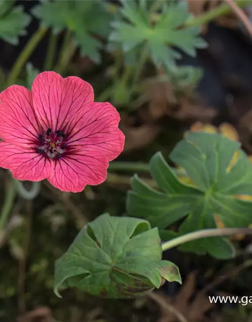 Geranium cinereum 'Jolly Jewel Salmon' -R-