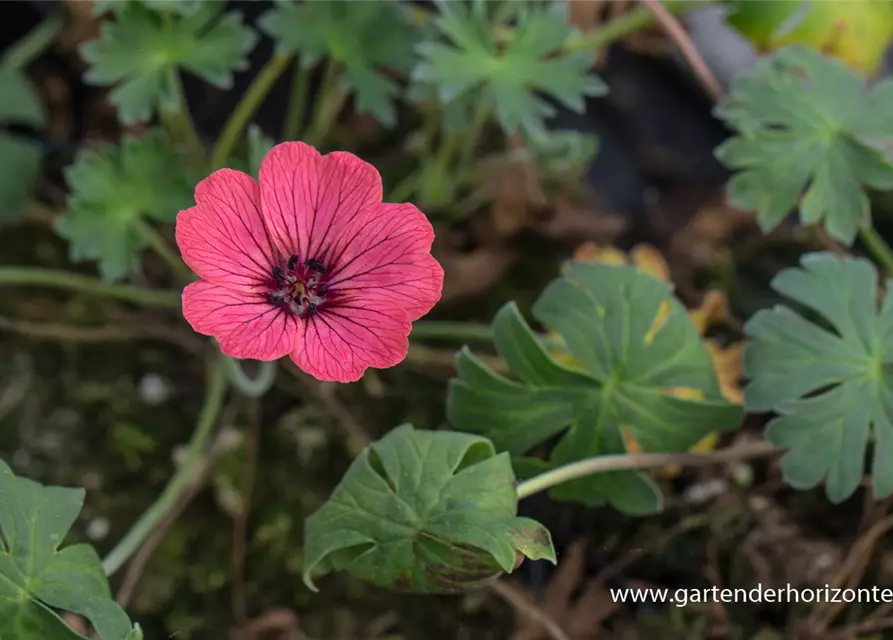 Geranium cinereum 'Jolly Jewel Salmon' -R-