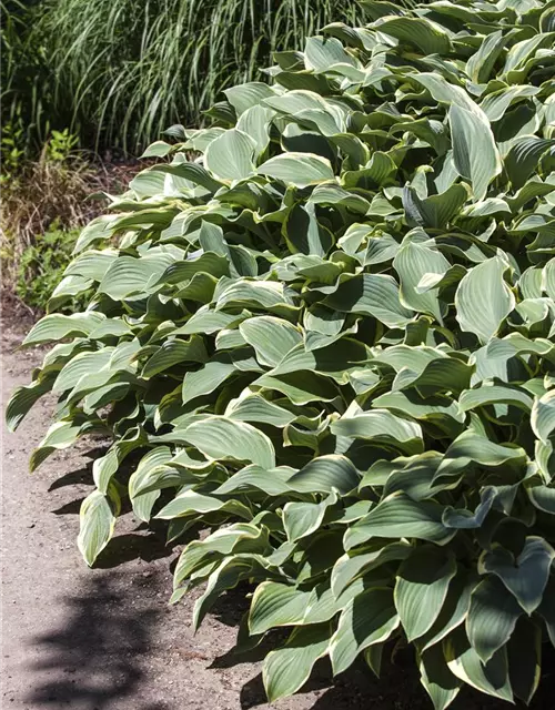 Hosta x fortunei 'Francee'