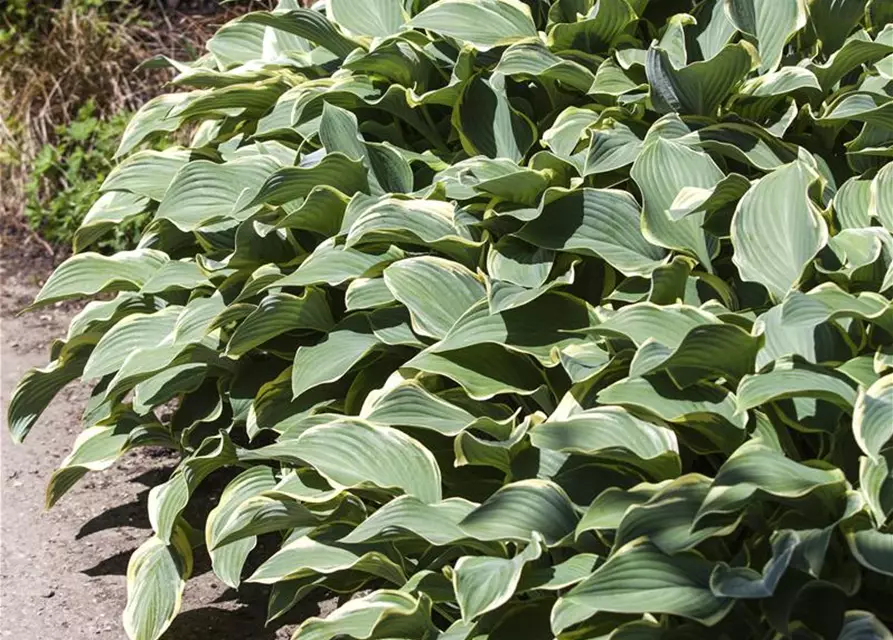 Hosta x fortunei 'Francee'