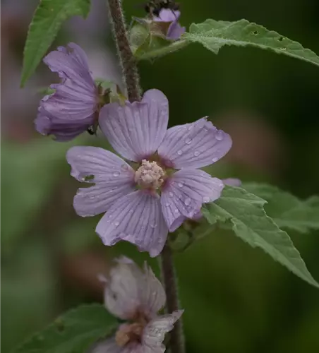 Garten-Busch-Malve 'Lilac Lady'