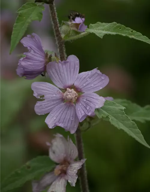 Garten-Busch-Malve 'Lilac Lady'