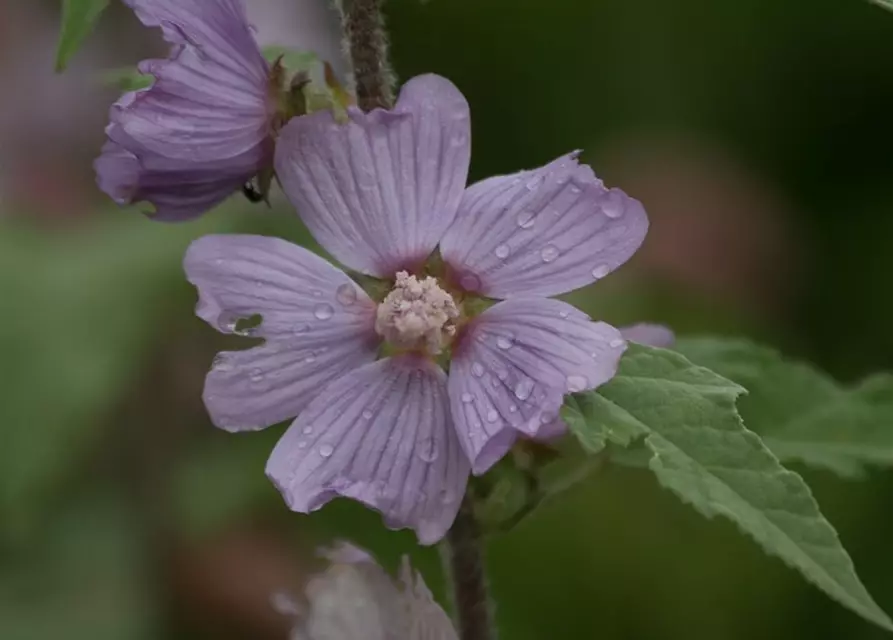 Garten-Busch-Malve 'Lilac Lady'