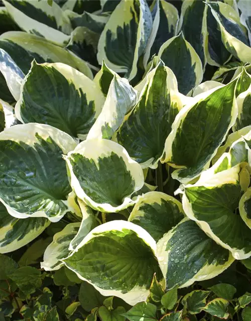 Hosta x fortunei 'Patriot'