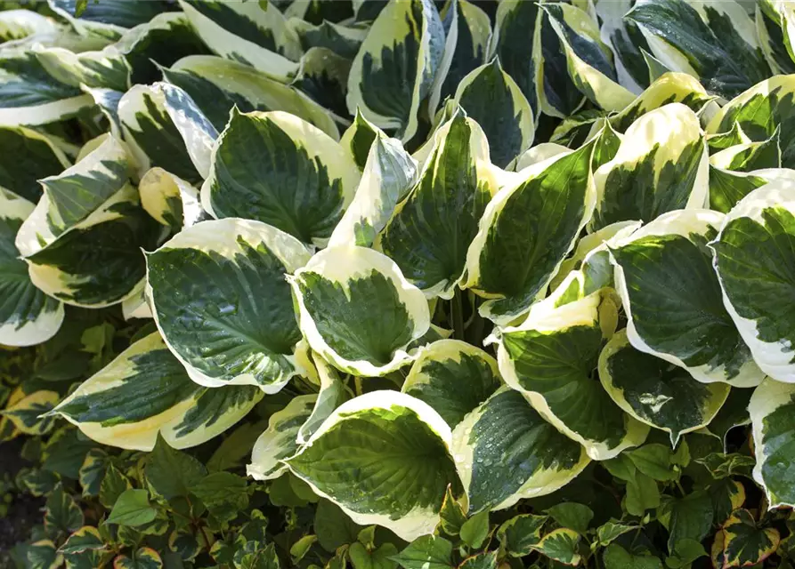 Hosta x fortunei 'Patriot'