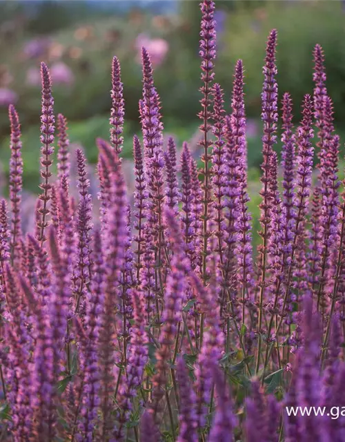 Garten-Blüten-Salbei 'Amethyst'