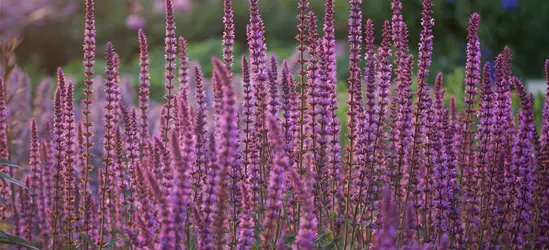 Garten-Blüten-Salbei 'Amethyst'