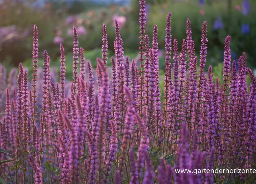 Garten-Blüten-Salbei 'Amethyst'