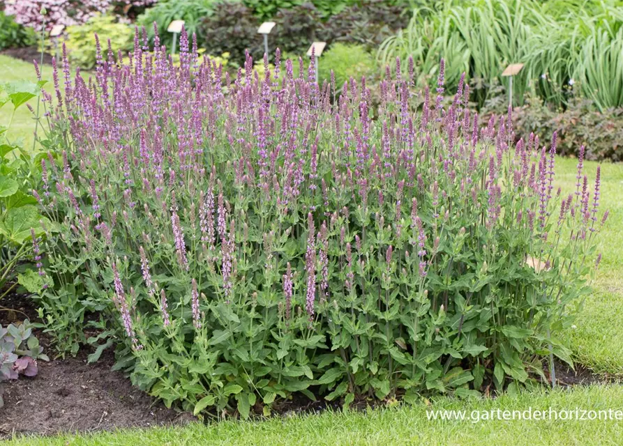 Garten-Blüten-Salbei 'Amethyst'