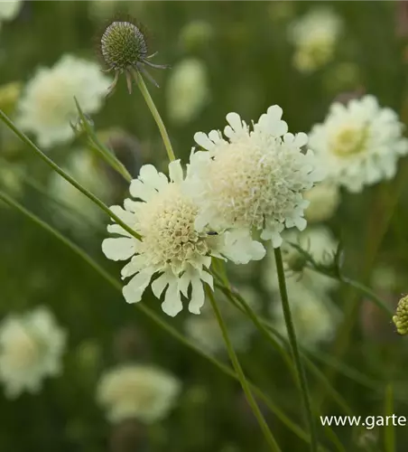 Garten-Krätzkraut 'Moon Dance'