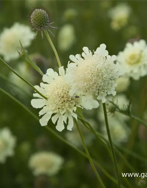 Garten-Krätzkraut 'Moon Dance'