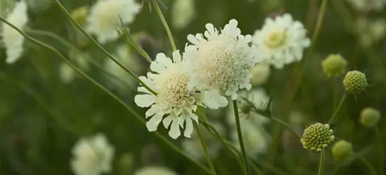 Garten-Krätzkraut 'Moon Dance'