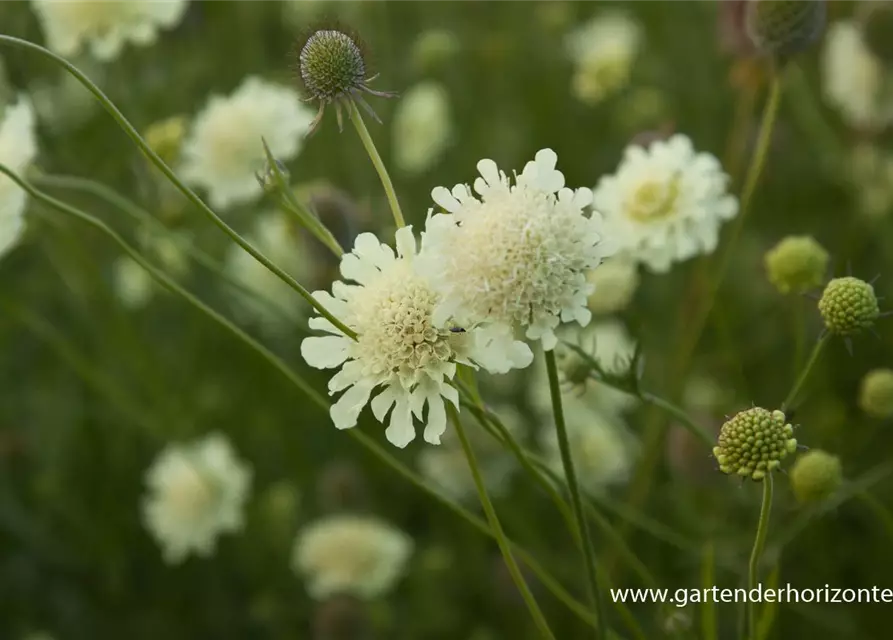 Garten-Krätzkraut 'Moon Dance'