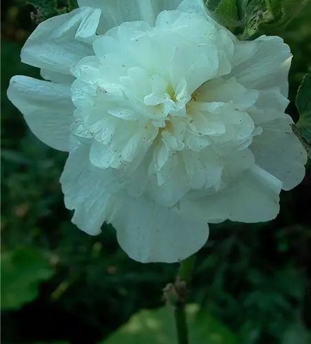 Gefülltblühende Garten-Stockrose