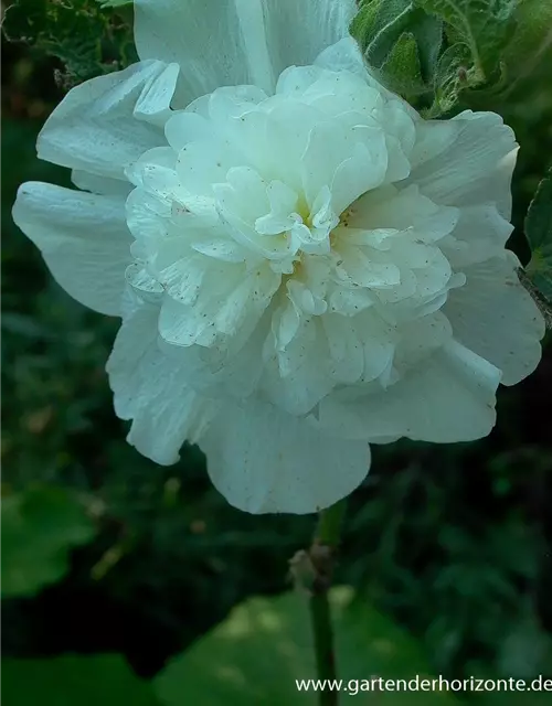 Gefülltblühende Garten-Stockrose