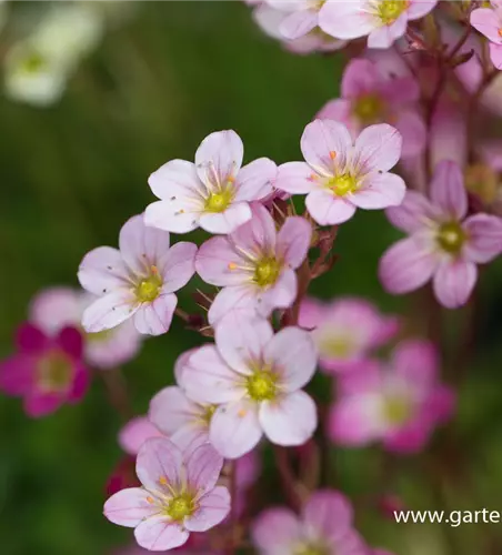 Garten-Moos-Steinbrech 'Blütenteppich'