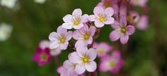 Garten-Moos-Steinbrech 'Blütenteppich'